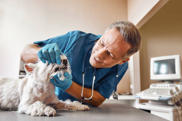 Best Emergency Dental Services for Seniors in Awendaw, SC